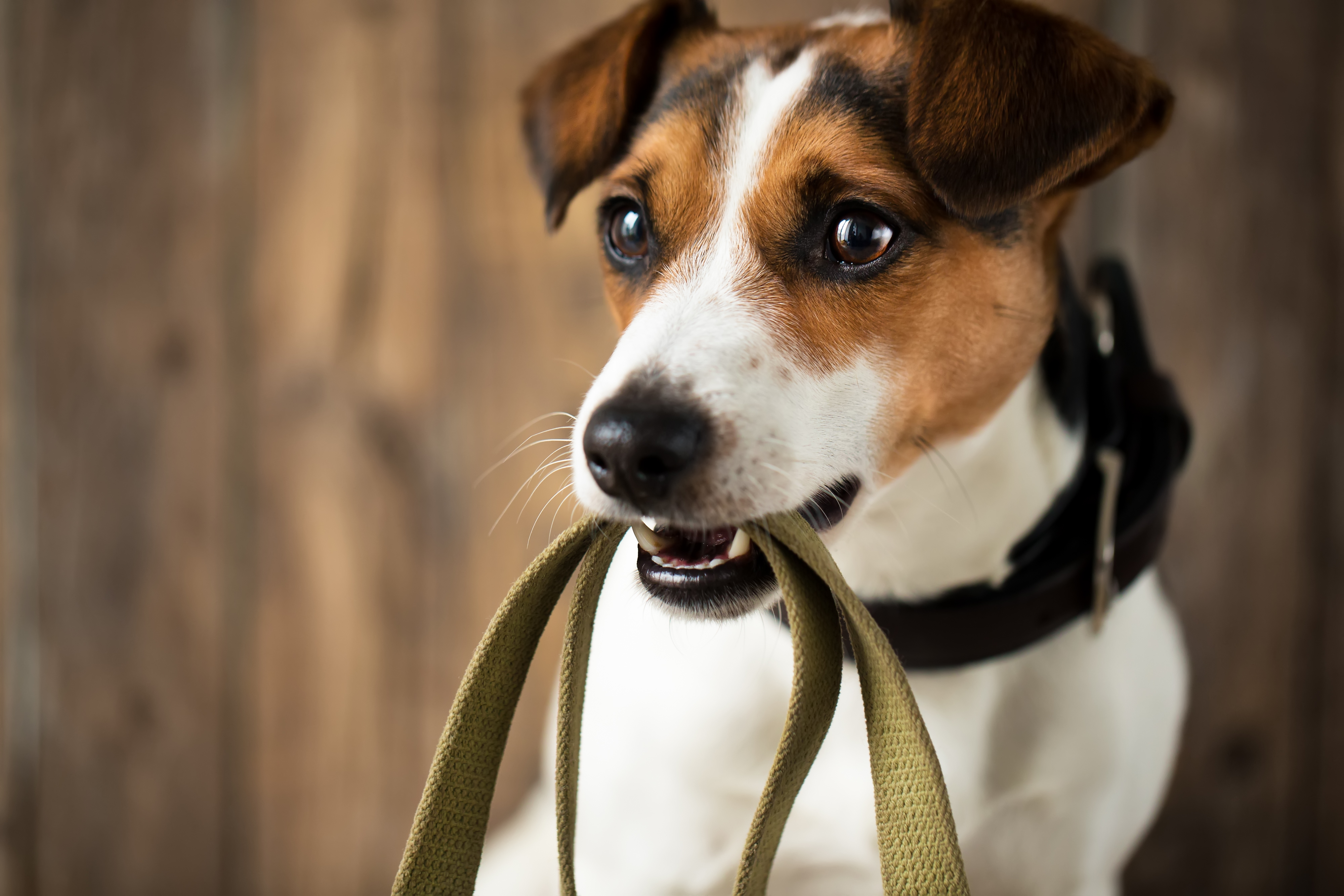 Von Der Steuer Absetzen Mit Dem Hund Gassi Gehen Dr Sascha Martin